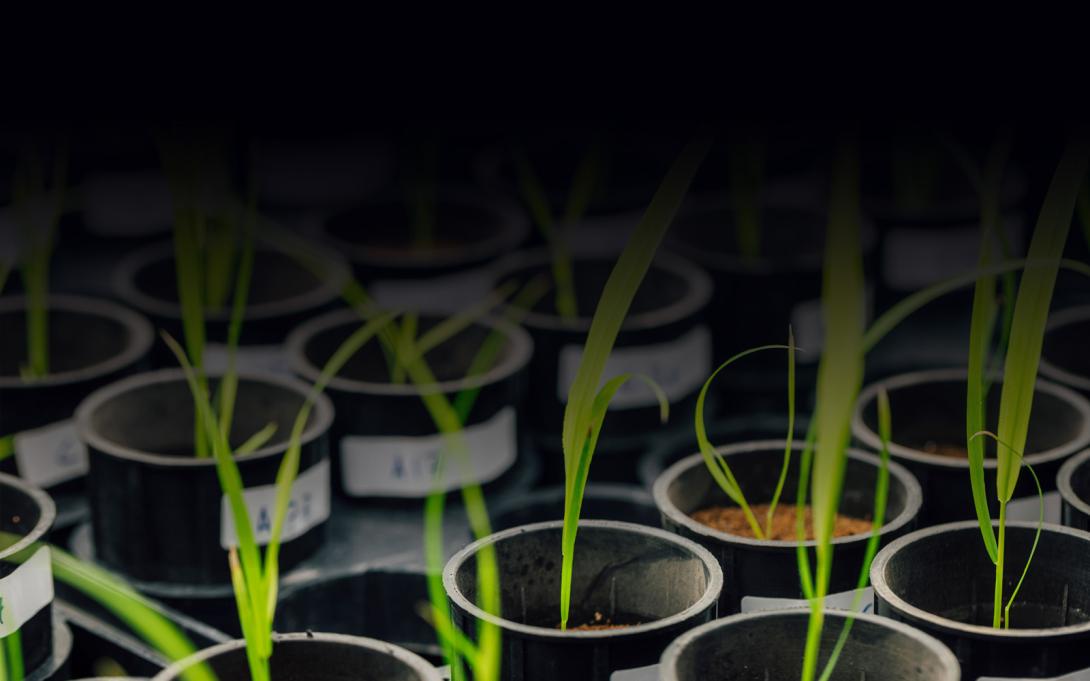 Photo of plants in pots