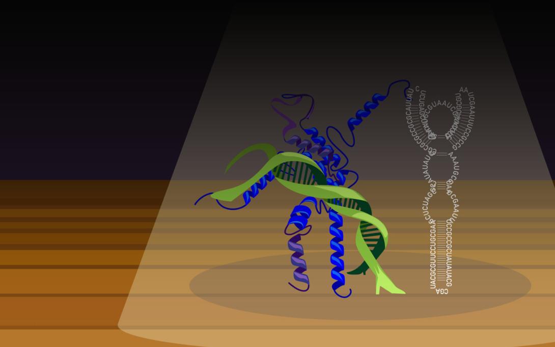 Tango of DNA RNA protein