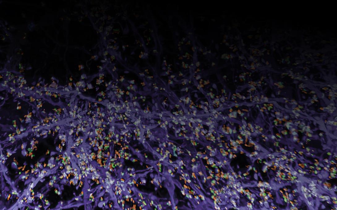 NEWS-Expansion Microscopy-exploration