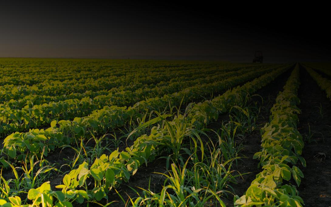 lanthanide plants