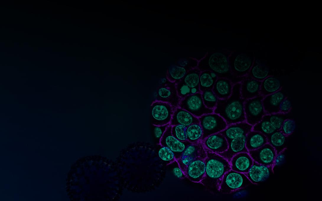 cryptic peptides